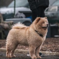 Chow Chow