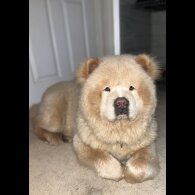 Chow Chow