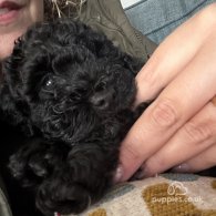 Cockapoo - Both