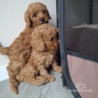 Cockapoo - Both