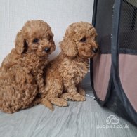 Cockapoo - Both