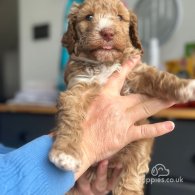 Cockapoo - Both