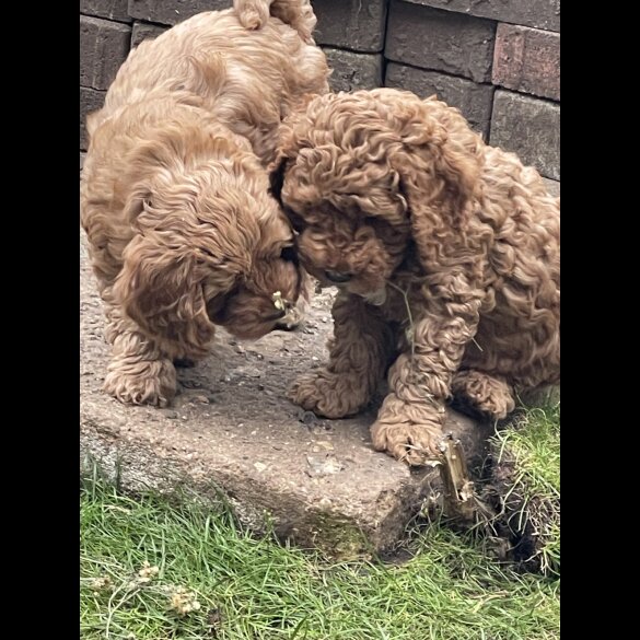 Cockapoo - Both