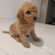 Cockapoo - Both