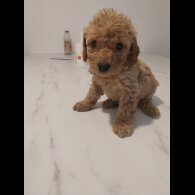 Cockapoo - Both