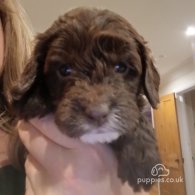 Cockapoo - Both