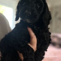 Cockapoo - Both