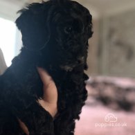 Cockapoo - Both