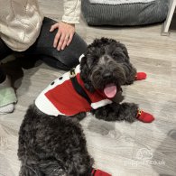 Cockapoo