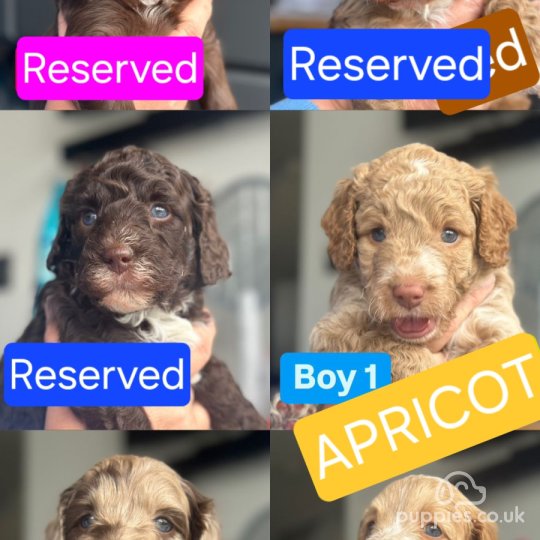 Cockapoo - Both