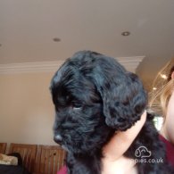 Cockapoo - Both