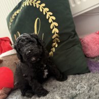 Cockapoo - Both