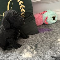 Cockapoo - Both