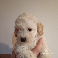 Cockapoo - Both