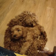 Cockapoo - Both