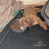 Cockapoo - Both