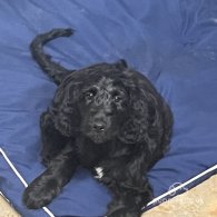 Cockapoo - Both