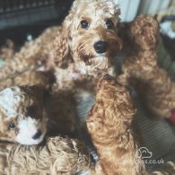 Cockapoo - Both