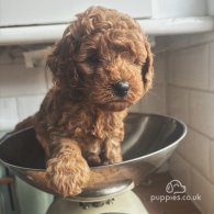 Cockapoo - Both