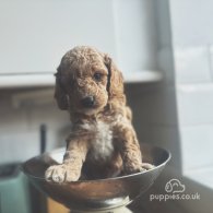 Cockapoo - Both