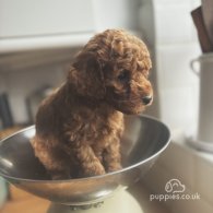 Cockapoo - Both