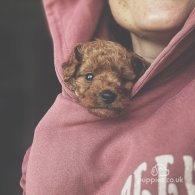 Cockapoo - Both