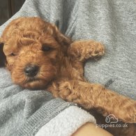 Cockapoo - Both