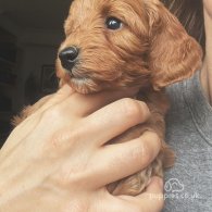 Cockapoo - Both