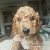 Cockapoo - Both