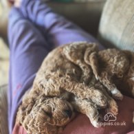 Cockapoo - Both