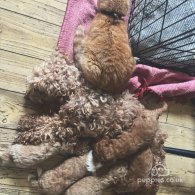 Cockapoo - Both