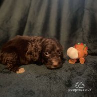 Cockapoo - Both