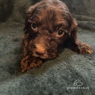 Cockapoo - Both