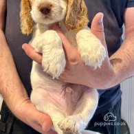 Cocker Spaniel (Working & Show) - Both