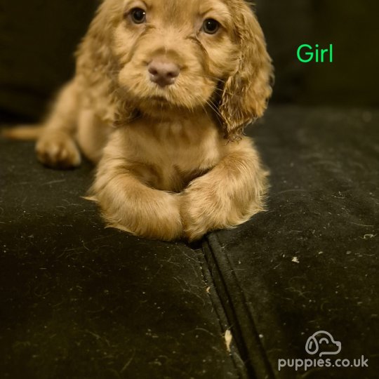 Cocker Spaniel (Working & Show) - Both