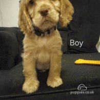 Cocker Spaniel (Working & Show) - Both