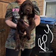 Cocker Spaniel (Working & Show) - Both