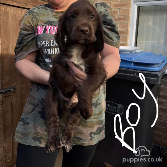 Cocker Spaniel (Working & Show) - Both