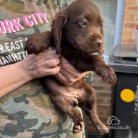 Cocker Spaniel (Working & Show) - Both