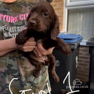 Cocker Spaniel (Working & Show) - Both