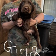 Cocker Spaniel (Working & Show) - Both