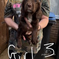 Cocker Spaniel (Working & Show) - Both