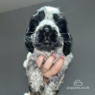 Cocker Spaniel (Working & Show) - Both