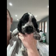 Cocker Spaniel (Working &amp; Show) - Both