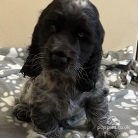 Cocker Spaniel (Working & Show) - Both