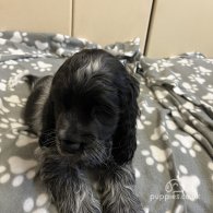 Cocker Spaniel (Working & Show) - Both