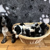 Cocker Spaniel (Working & Show) - Both