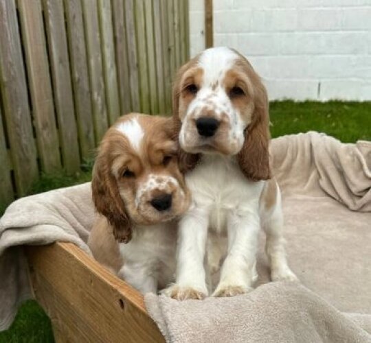 Cocker Spaniel (Working &amp; Show)