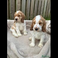 Cocker Spaniel (Working &amp; Show) - Both