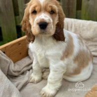 Cocker Spaniel (Working & Show) - Both